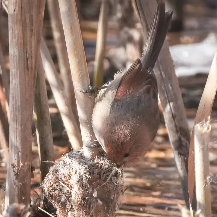 冬日丰台观鸟 超全攻略来了——