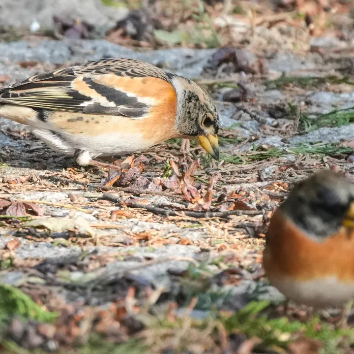 冬日丰台观鸟 超全攻略来了——