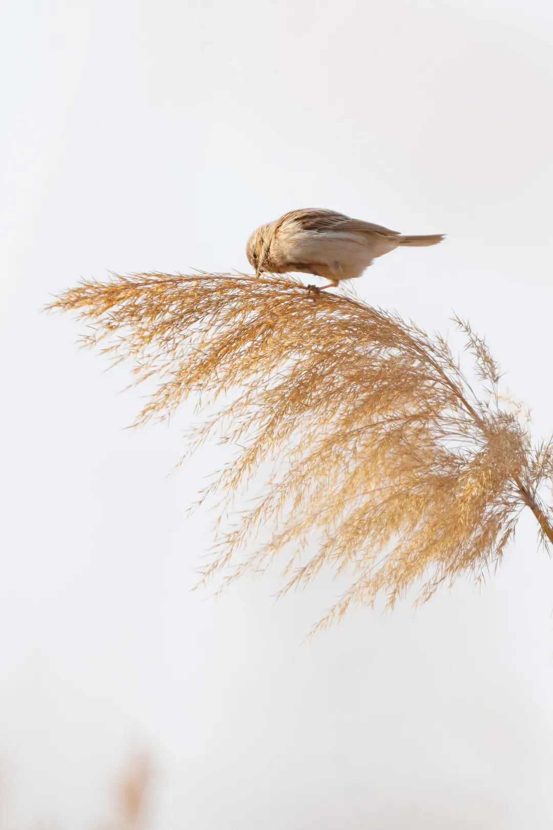 冬日丰台观鸟 超全攻略来了——