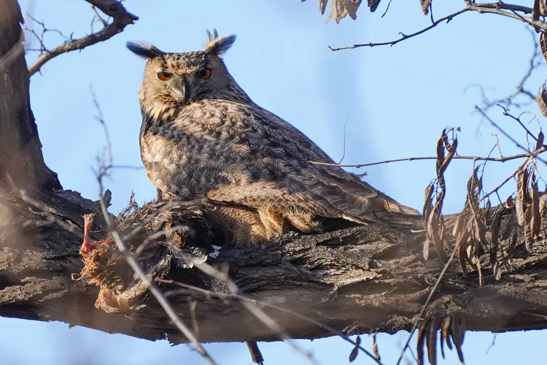 冬日丰台观鸟 超全攻略来了——