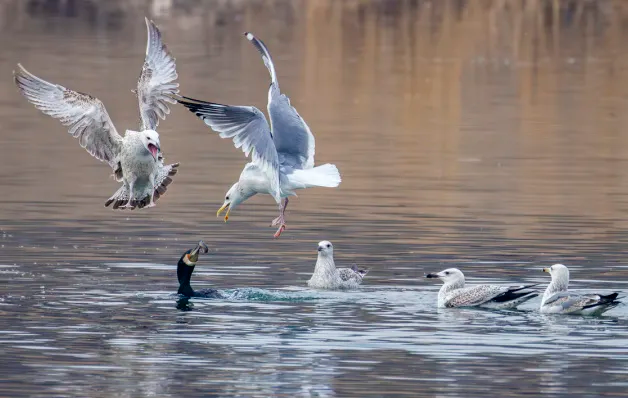 副中心有我丨观鸟不止于 “看” 这群人用行动守护副中心生态绿“名片”