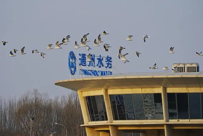 千只西伯利亚银鸥集群现身北京城市副中心 绘就生态和谐美景