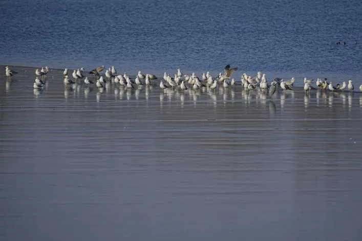 千只西伯利亚银鸥集群现身北京城市副中心 绘就生态和谐美景