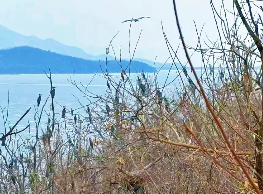 密云鸟岛首批“老熟人”报到！