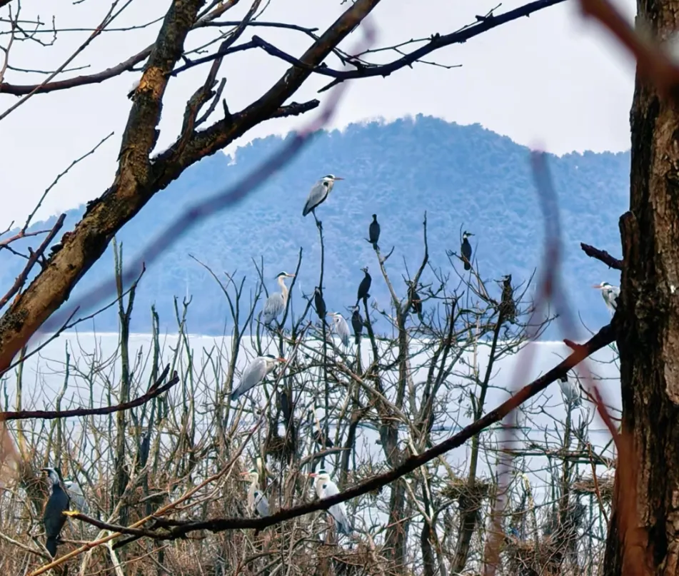 密云鸟岛首批“老熟人”报到！