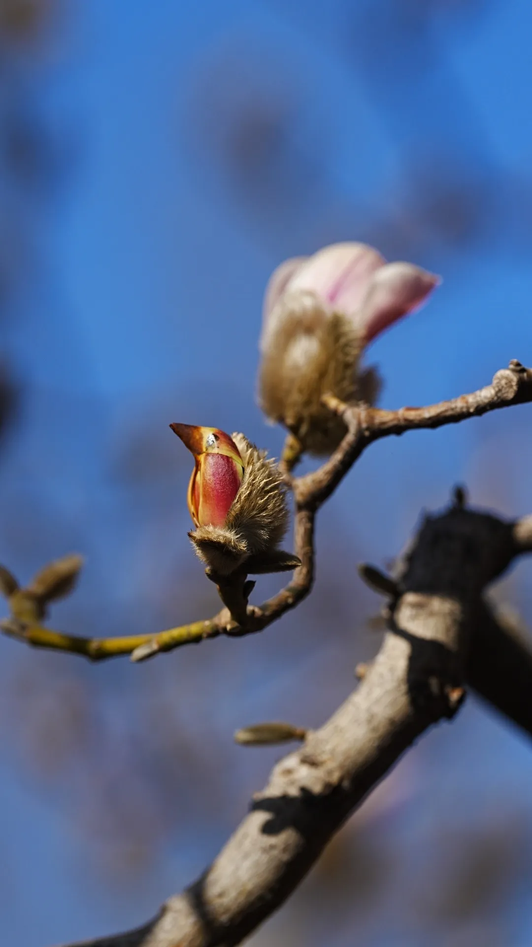 瞧 北京国际雕塑公园的“小鸟玉兰”破壳啦！