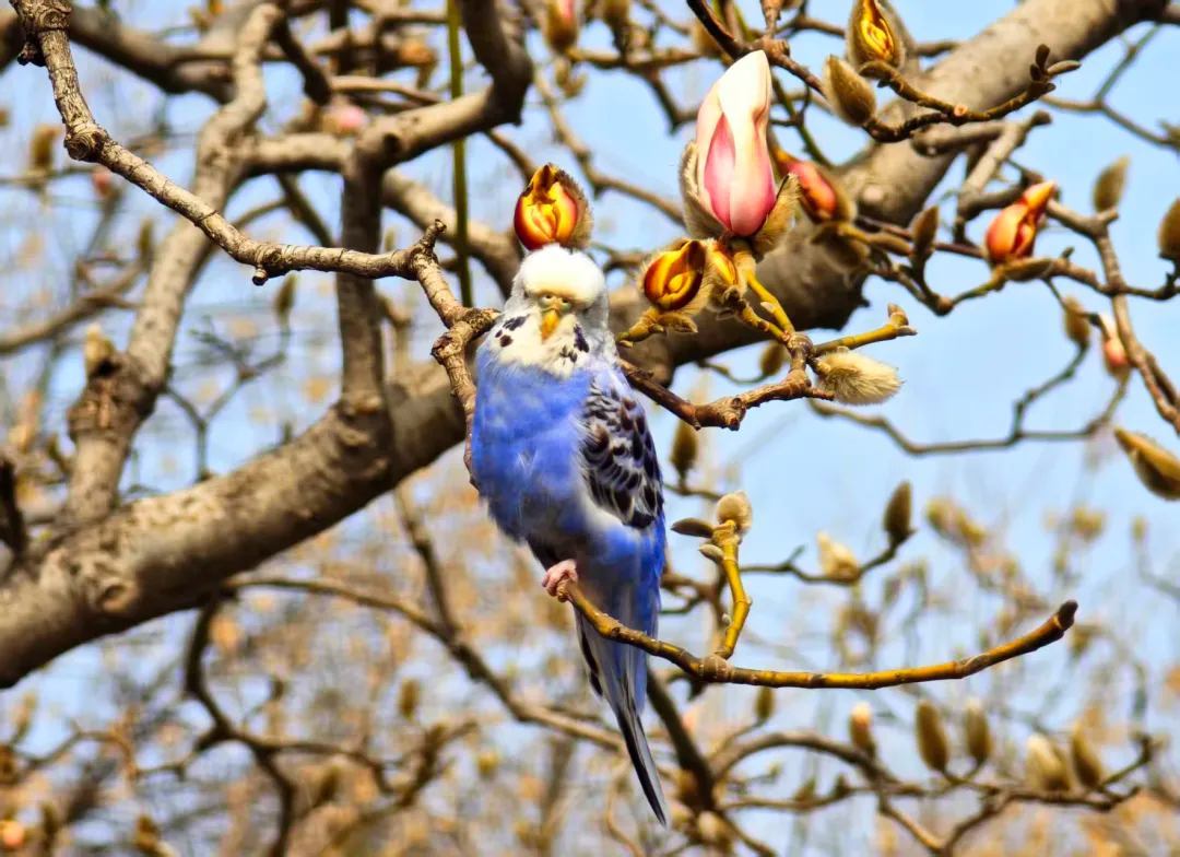 瞧 北京国际雕塑公园的“小鸟玉兰”破壳啦！
