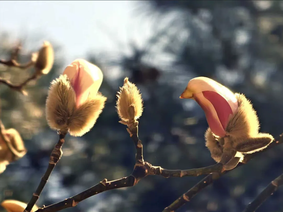瞧 北京国际雕塑公园的“小鸟玉兰”破壳啦！