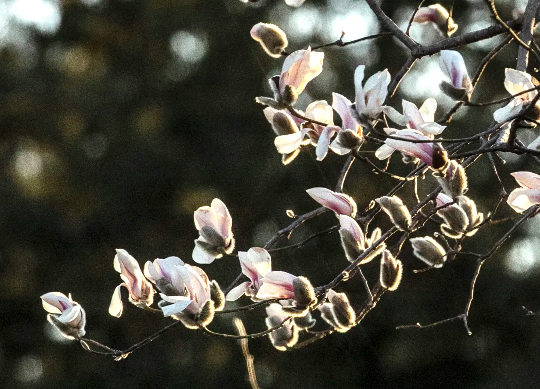 瞧 北京国际雕塑公园的“小鸟玉兰”破壳啦！