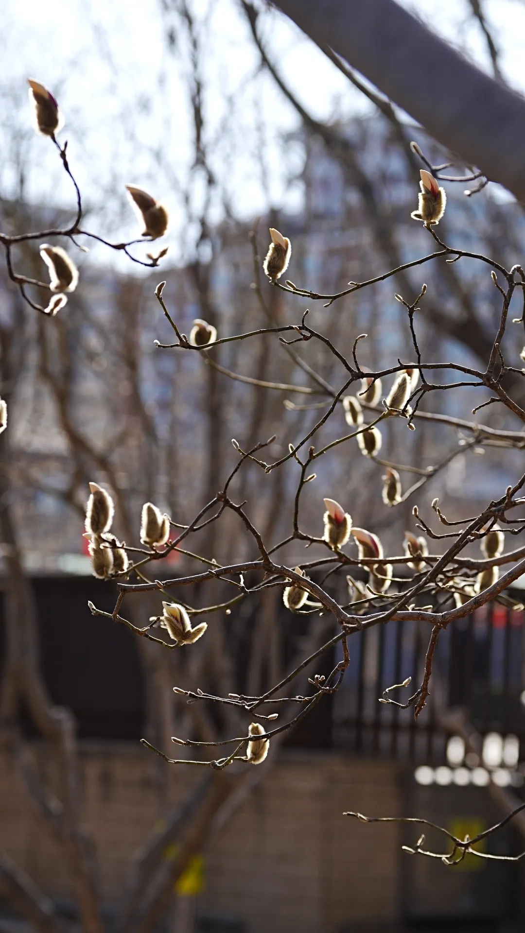 瞧 北京国际雕塑公园的“小鸟玉兰”破壳啦！