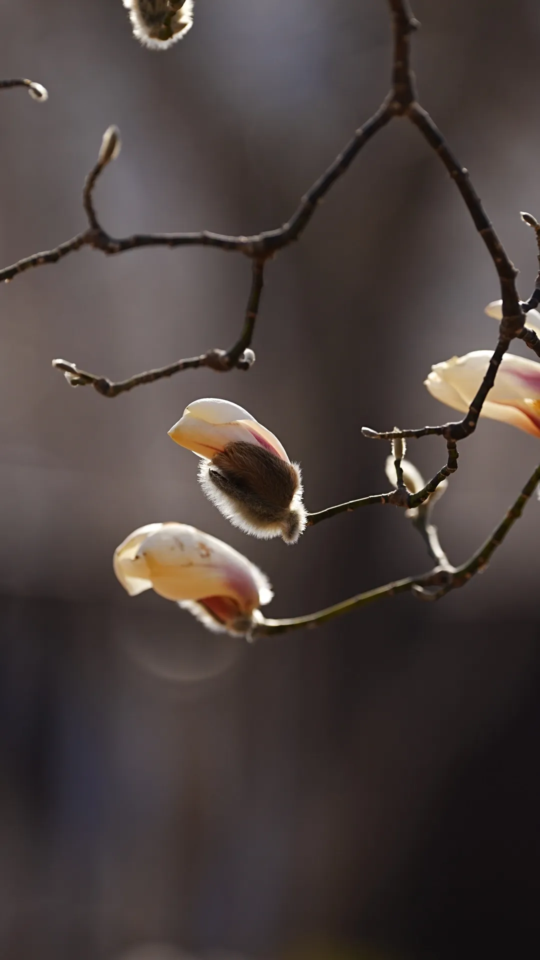 瞧 北京国际雕塑公园的“小鸟玉兰”破壳啦！