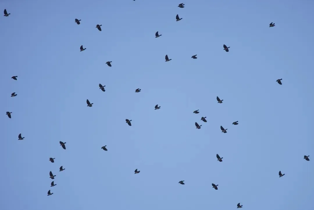 春暖花开 迁徙启幕！来一场治愈系春日观鸟行吧！