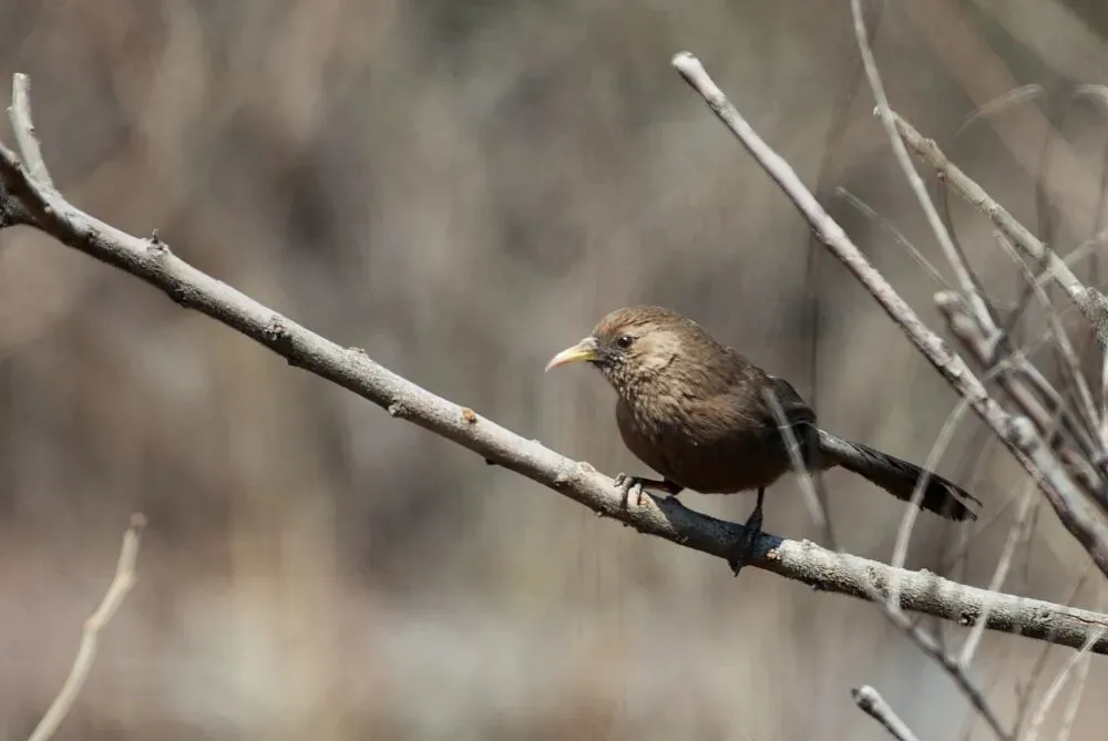 春暖花开 迁徙启幕！来一场治愈系春日观鸟行吧！