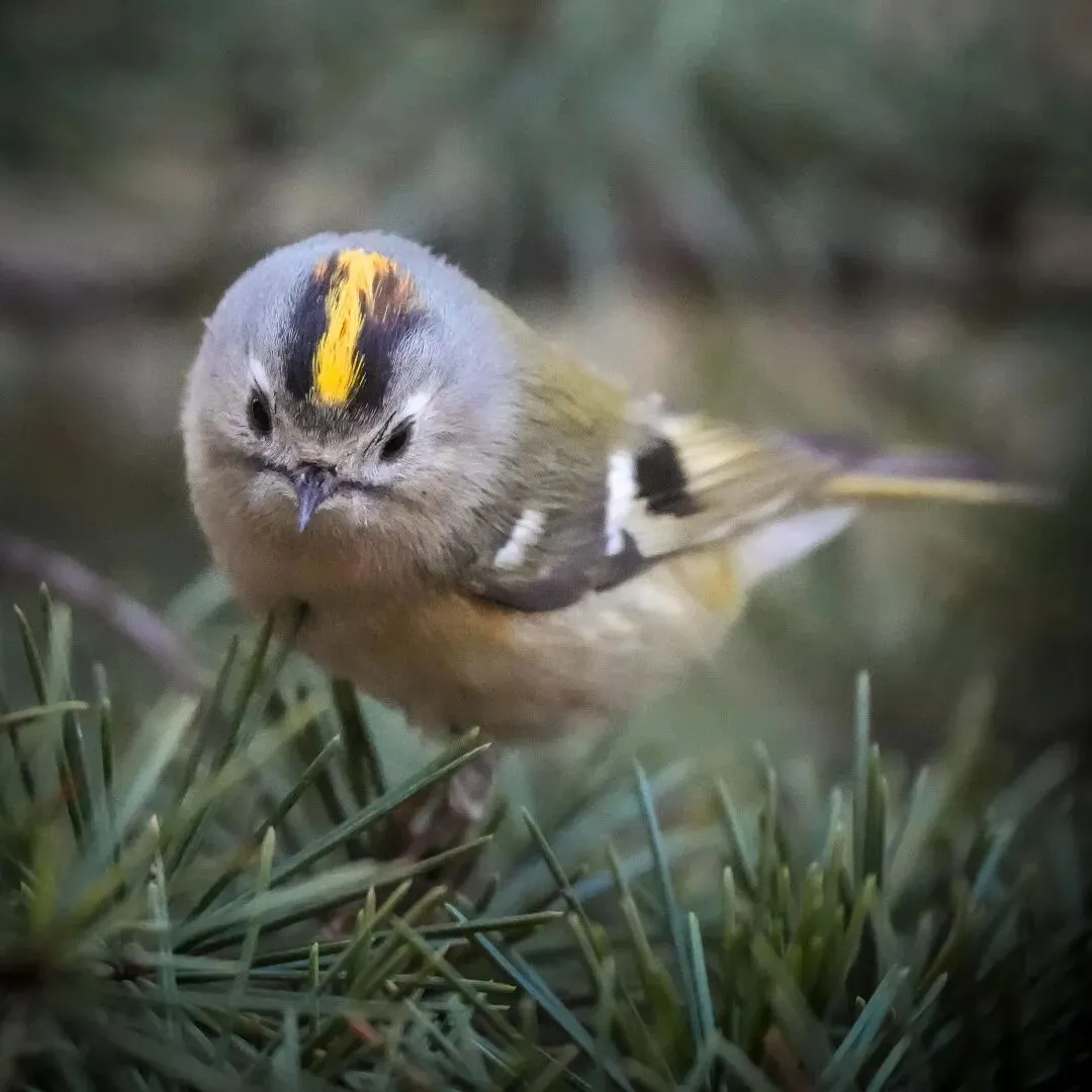 春暖花开 迁徙启幕！来一场治愈系春日观鸟行吧！