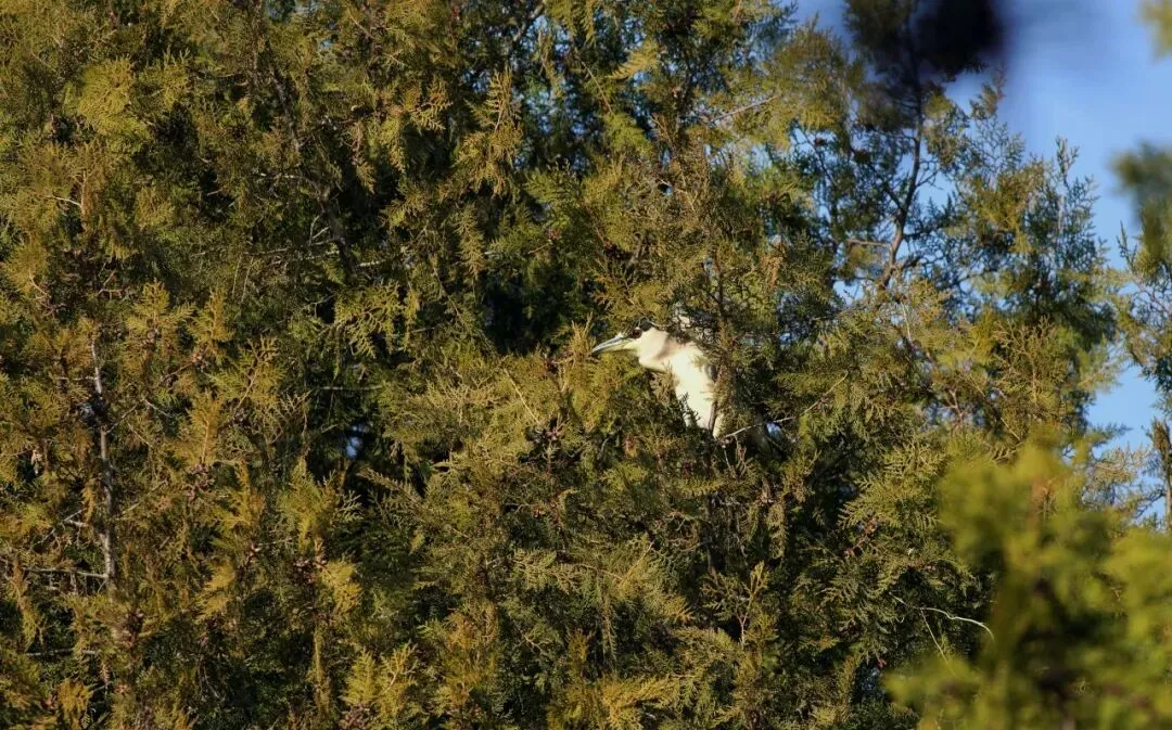 春暖花开 迁徙启幕！来一场治愈系春日观鸟行吧！