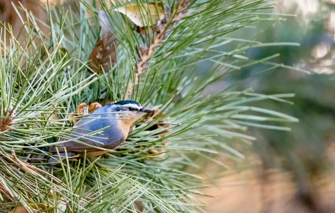 春暖花开 迁徙启幕！来一场治愈系春日观鸟行吧！
