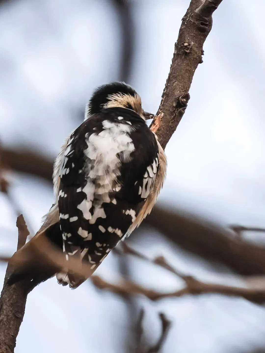 春暖花开 迁徙启幕！来一场治愈系春日观鸟行吧！