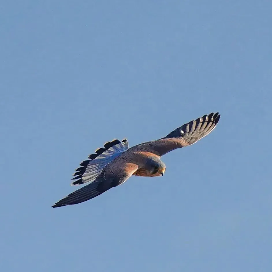 春暖花开 迁徙启幕！来一场治愈系春日观鸟行吧！