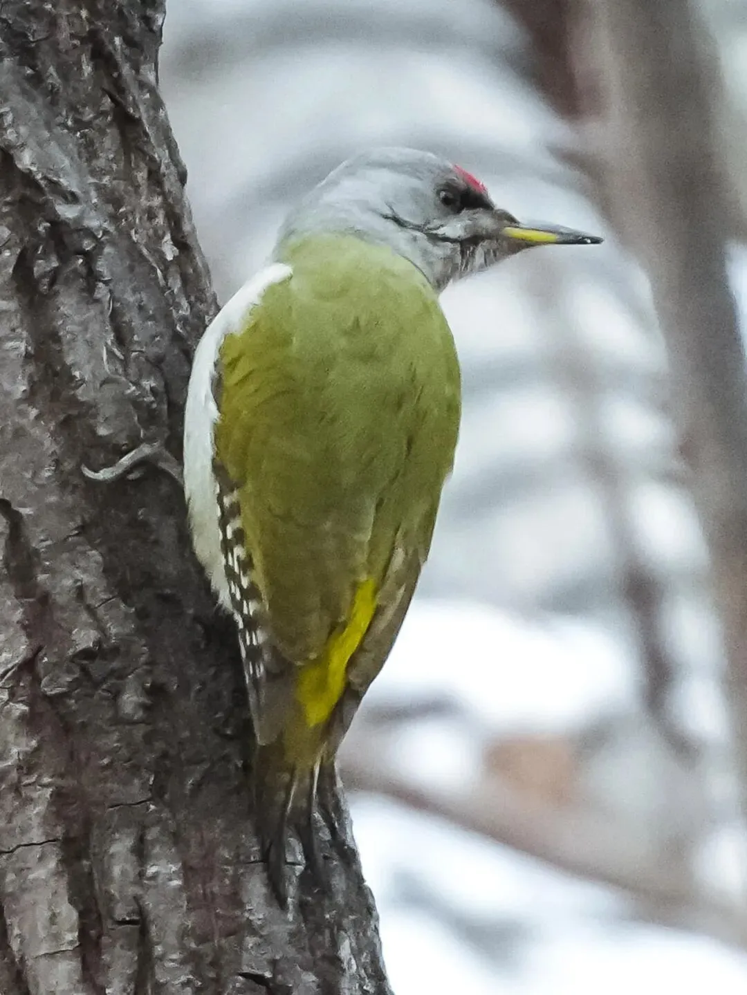 春暖花开 迁徙启幕！来一场治愈系春日观鸟行吧！