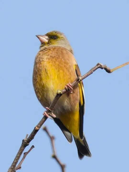 春暖花开 迁徙启幕！来一场治愈系春日观鸟行吧！