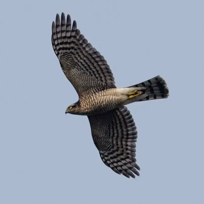 春暖花开 迁徙启幕！来一场治愈系春日观鸟行吧！