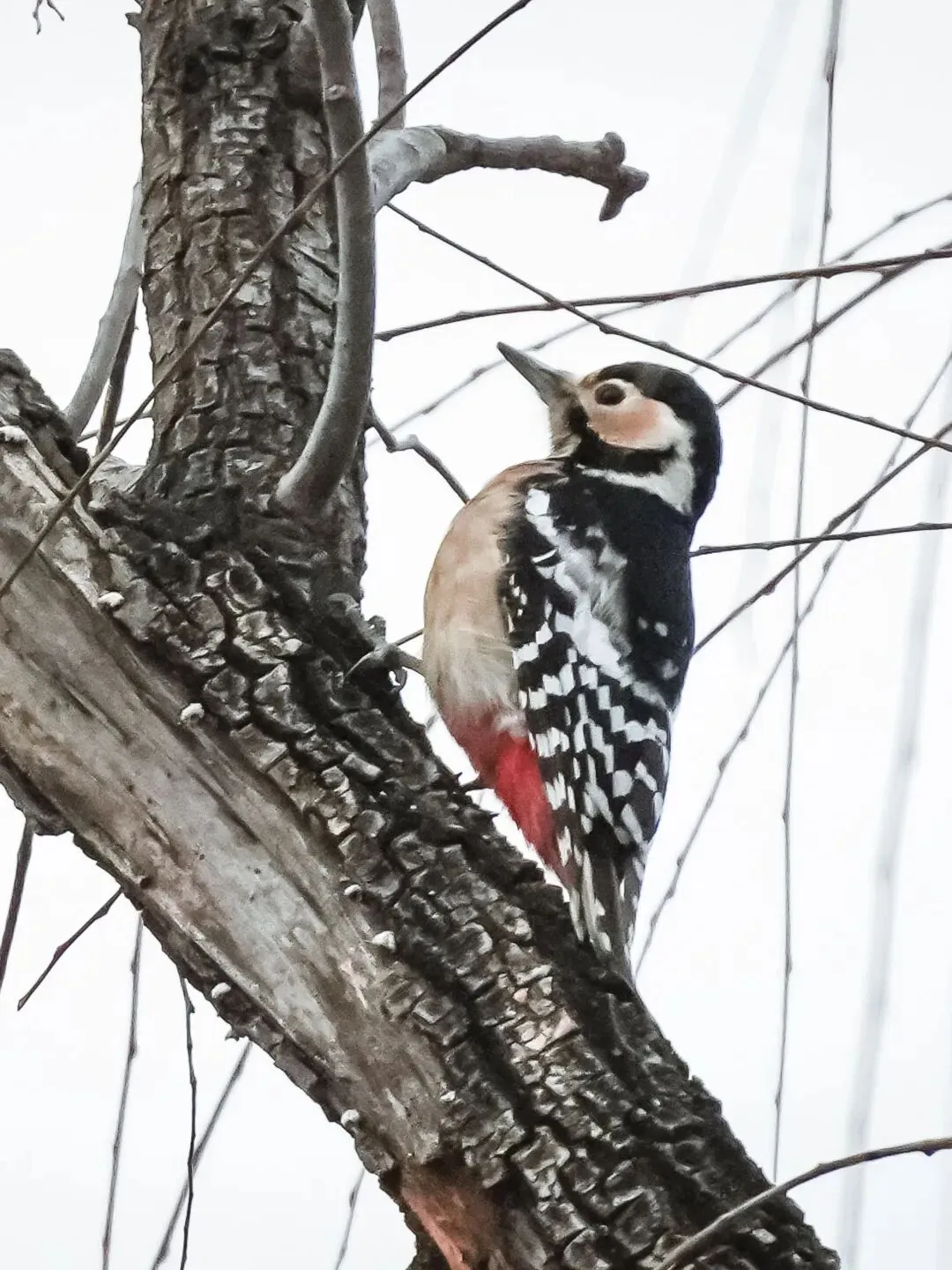 春暖花开 迁徙启幕！来一场治愈系春日观鸟行吧！