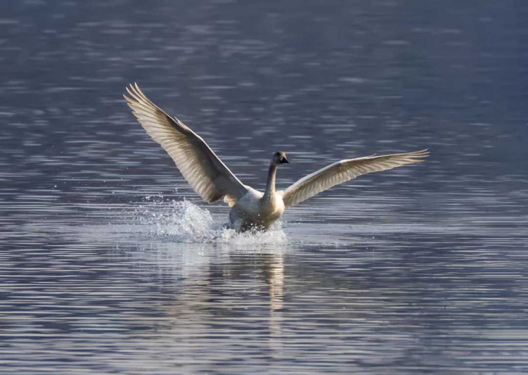 碧波映白羽 在昌平沙河水库邂逅天鹅的春日浪漫！