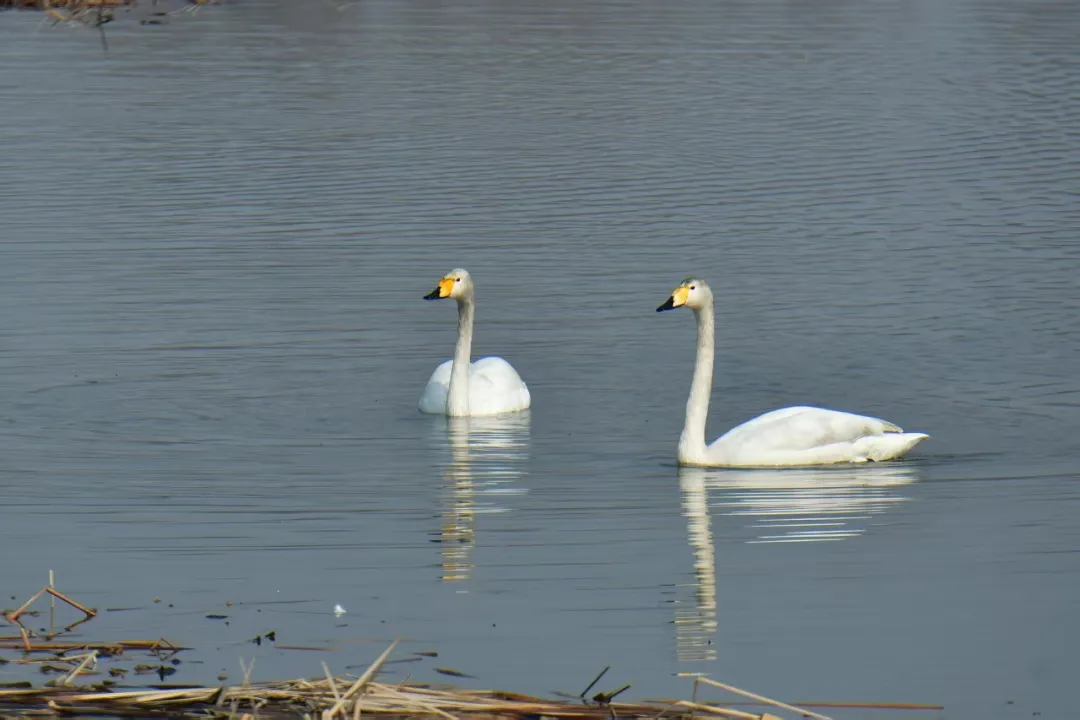碧波映白羽 在昌平沙河水库邂逅天鹅的春日浪漫！