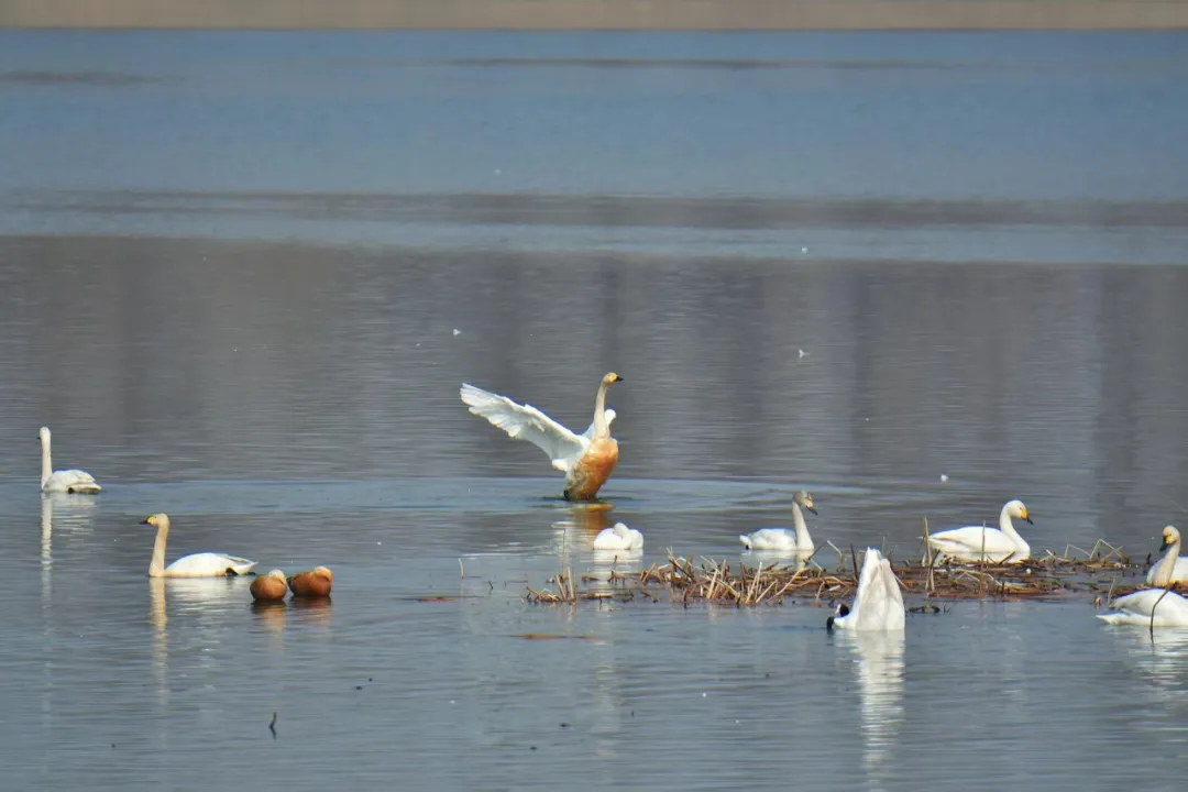 碧波映白羽 在昌平沙河水库邂逅天鹅的春日浪漫！