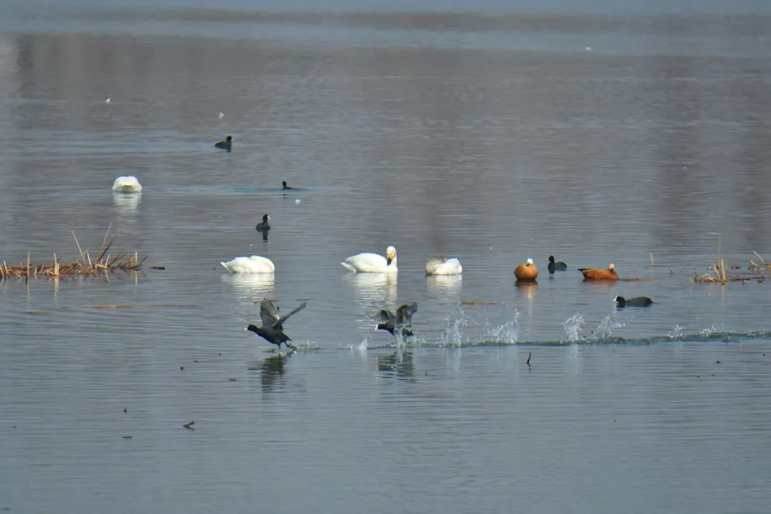 碧波映白羽 在昌平沙河水库邂逅天鹅的春日浪漫！