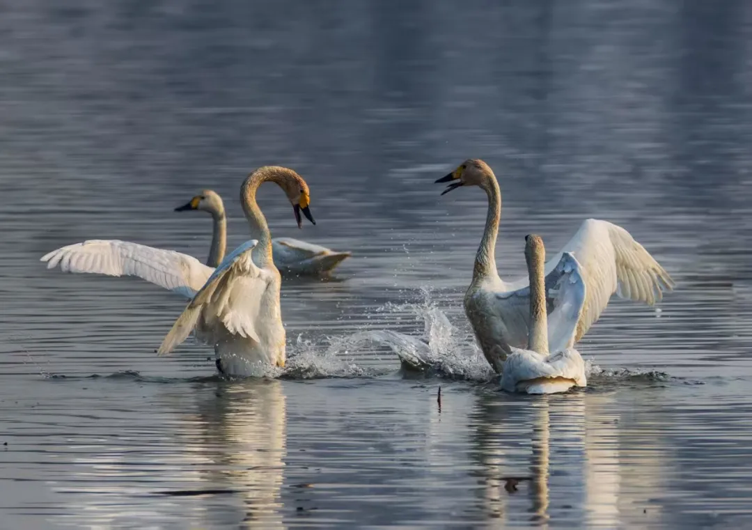 碧波映白羽 在昌平沙河水库邂逅天鹅的春日浪漫！