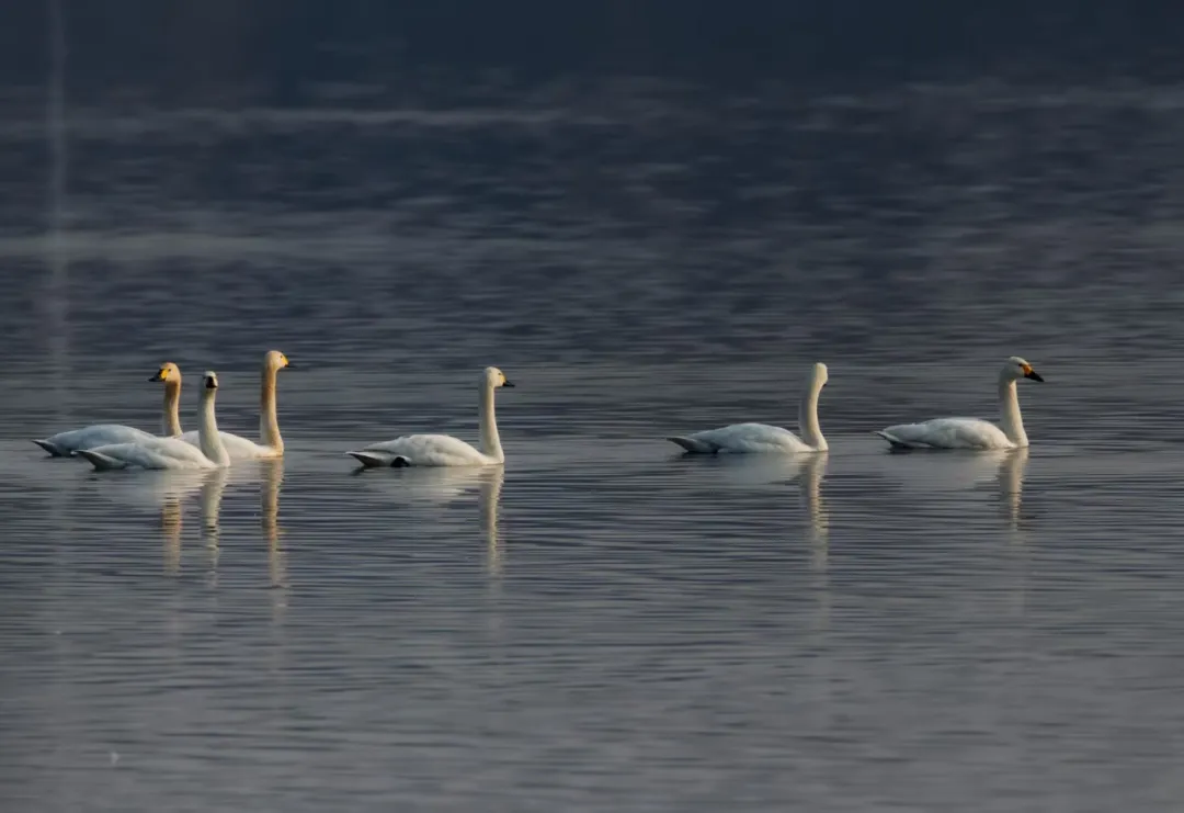 碧波映白羽 在昌平沙河水库邂逅天鹅的春日浪漫！