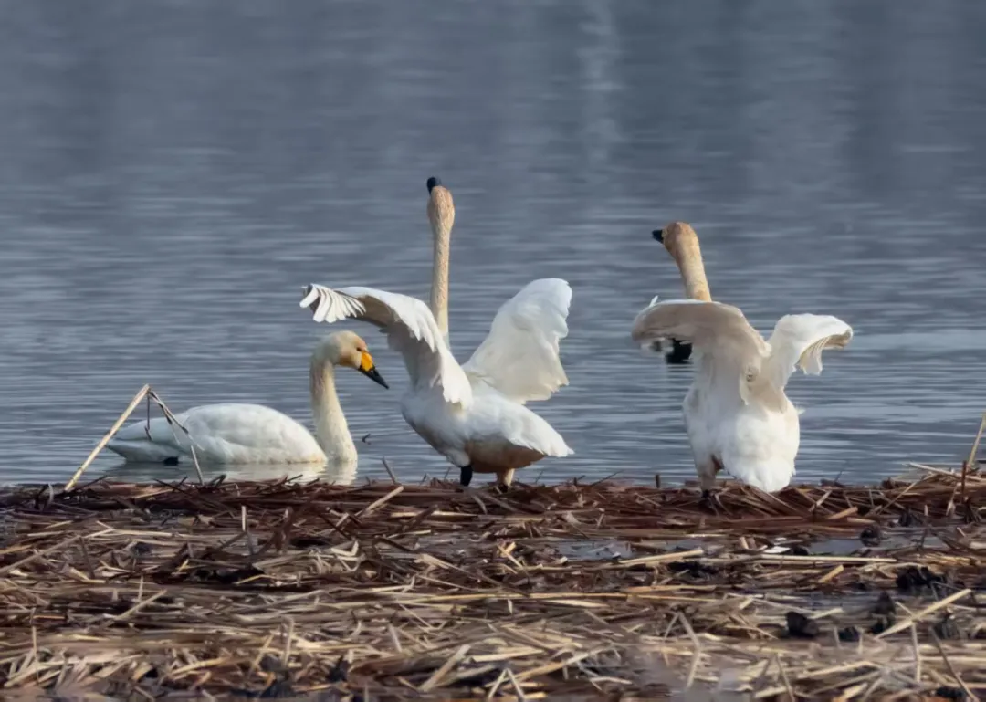 碧波映白羽 在昌平沙河水库邂逅天鹅的春日浪漫！