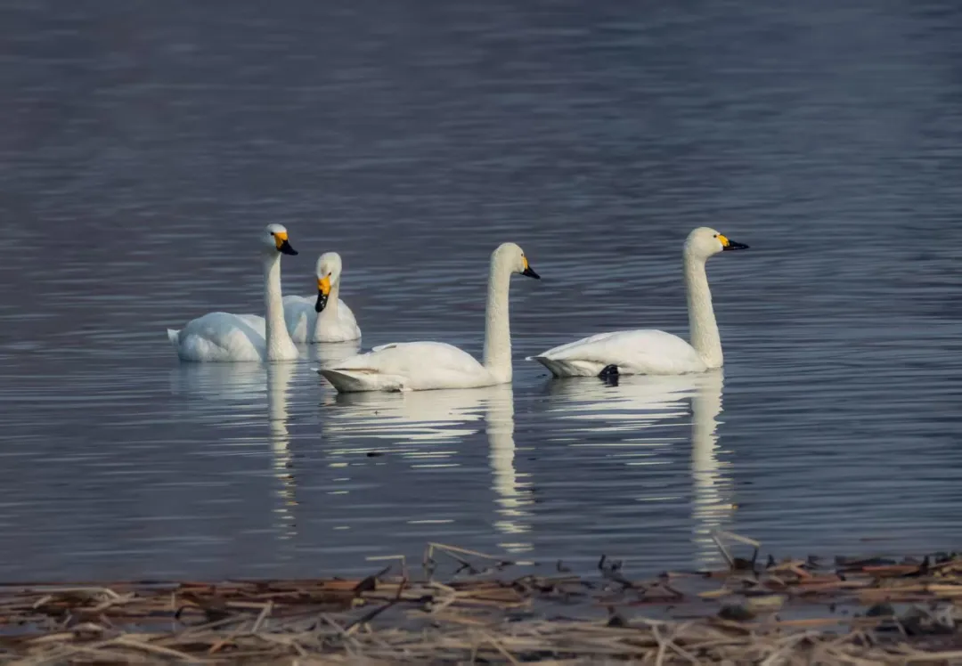 碧波映白羽 在昌平沙河水库邂逅天鹅的春日浪漫！