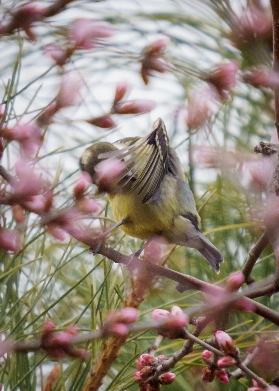 谁家鸟回来啦？这份北京春季观鸟指南请查收