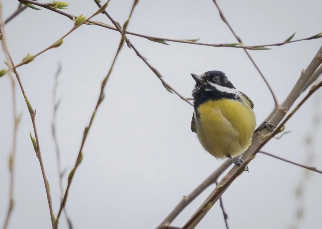 谁家鸟回来啦？这份北京春季观鸟指南请查收
