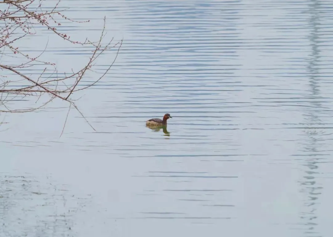 谁家鸟回来啦？这份北京春季观鸟指南请查收