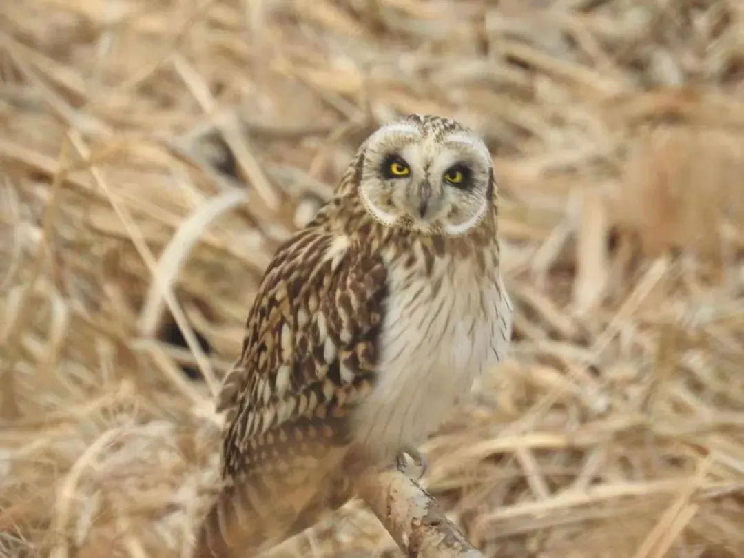 谁家鸟回来啦？这份北京春季观鸟指南请查收
