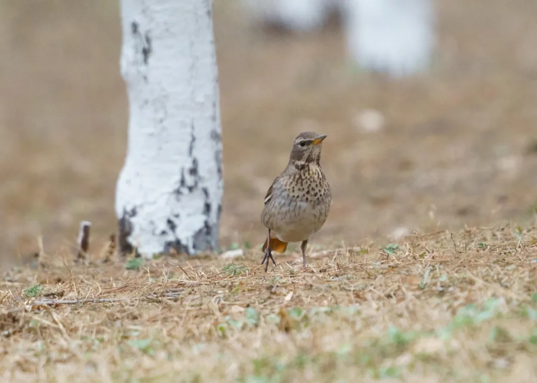 谁家鸟回来啦？这份北京春季观鸟指南请查收