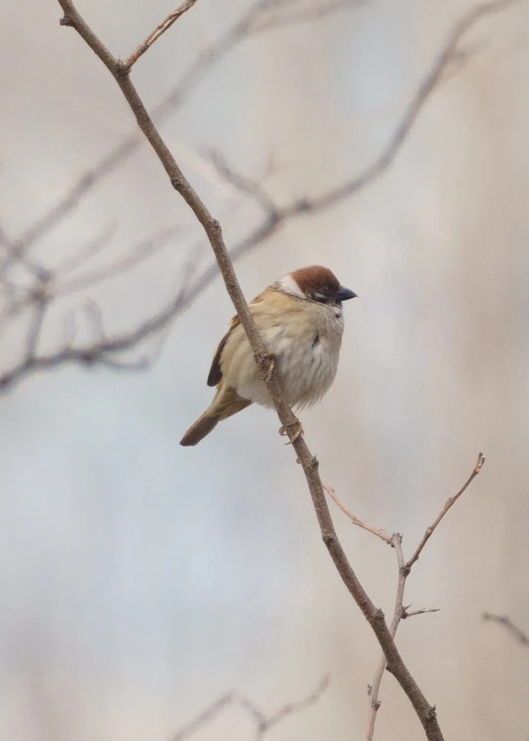 谁家鸟回来啦？这份北京春季观鸟指南请查收