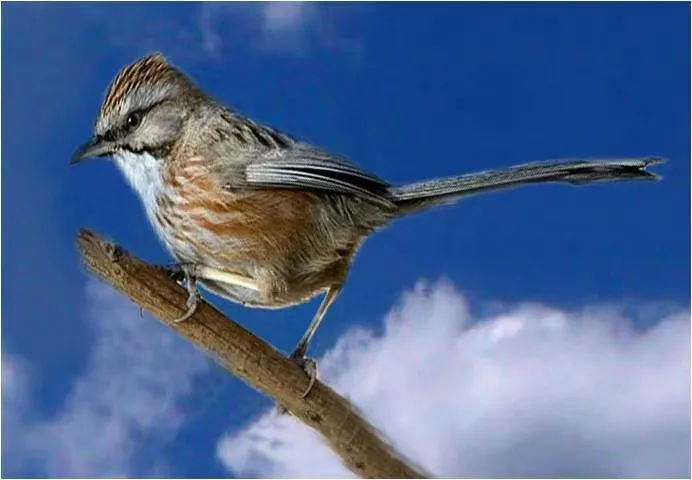 谁家鸟回来啦？这份北京春季观鸟指南请查收