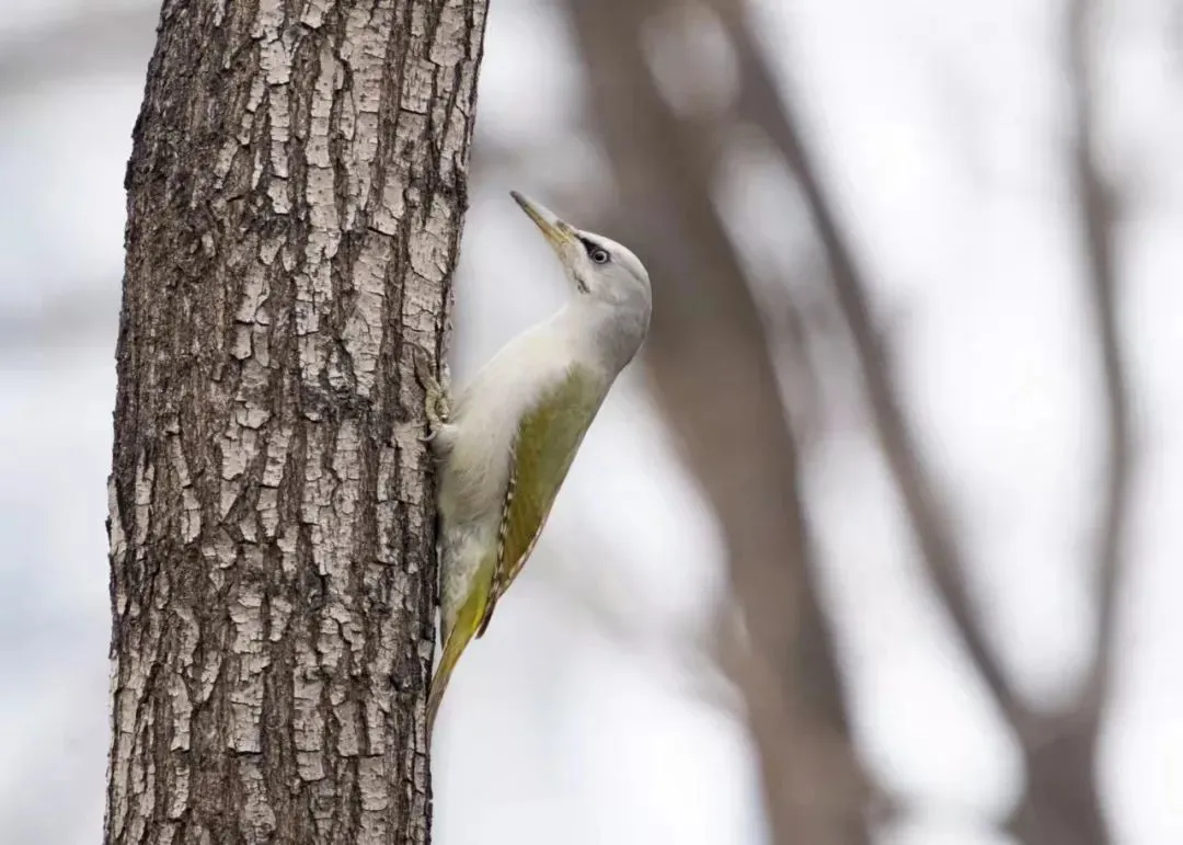 谁家鸟回来啦？这份北京春季观鸟指南请查收