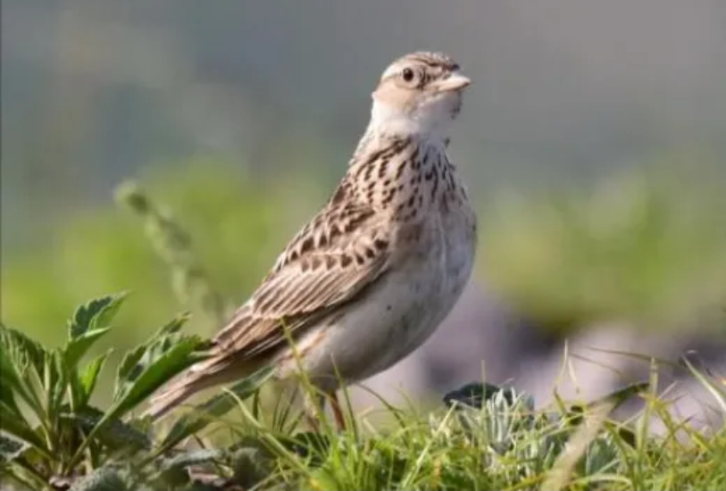 春日观鸟正当时！北京这些宝藏飞羽打卡地 快收藏