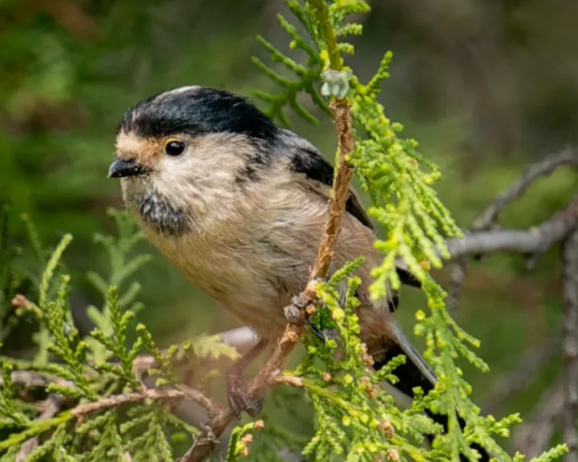 春日观鸟正当时！北京这些宝藏飞羽打卡地 快收藏