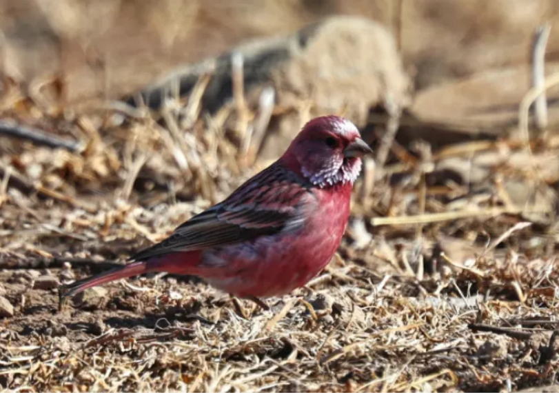 春日观鸟正当时！北京这些宝藏飞羽打卡地 快收藏