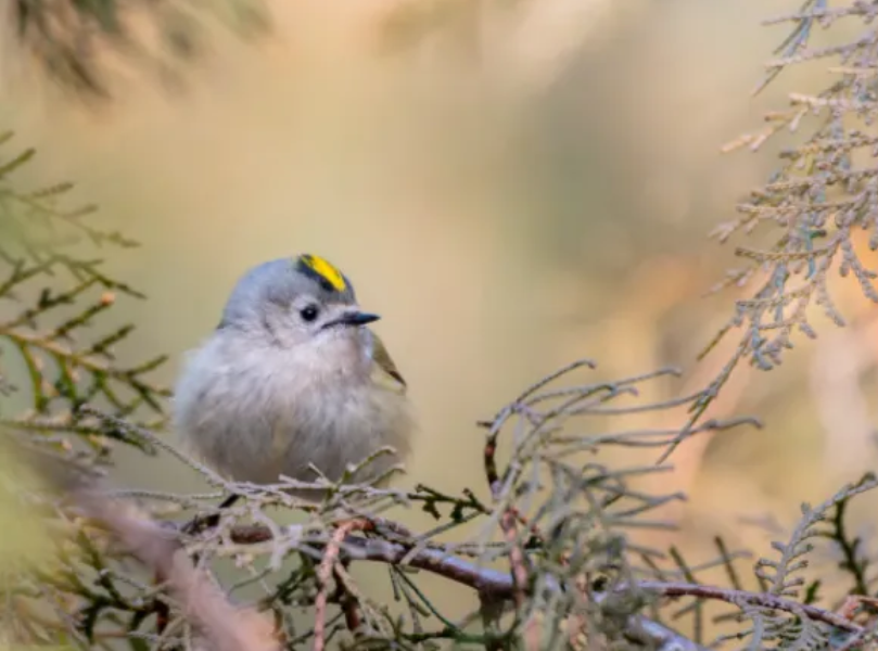 春日观鸟正当时！北京这些宝藏飞羽打卡地 快收藏
