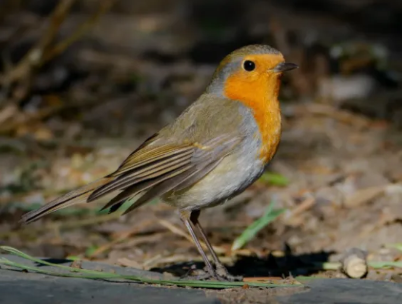 春日观鸟正当时！北京这些宝藏飞羽打卡地 快收藏