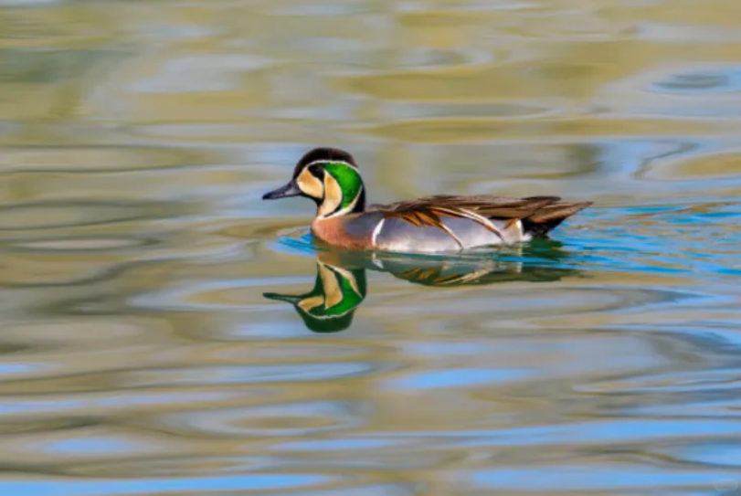 春日观鸟正当时！北京这些宝藏飞羽打卡地 快收藏