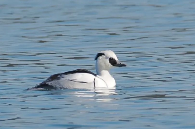 春日观鸟正当时！北京这些宝藏飞羽打卡地 快收藏