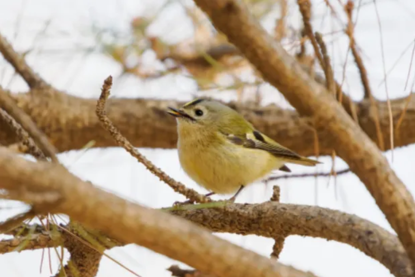 春日观鸟正当时！北京这些宝藏飞羽打卡地 快收藏